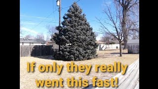 Time Lapse Spruce Tree Removal By Arborist Near Powerline Hutchinson Kansas