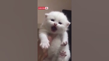 Thumbnail of Anak Kucing yang mengeong lucu #shorts #kucing #kucinglucu #suarakucing