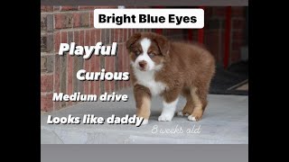 red tri australian shepherd by Canyon Creek Aussies 532 views 1 month ago 2 minutes, 35 seconds