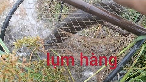 Trời nắng ấm trở lại đặt lờ cá trúng mánh cá lóc,cá trê vàng,lươn, ếch toàn hàng khủng quá khứ luôn