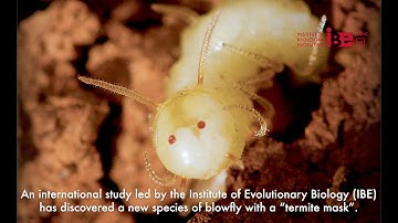Fly with a fake termite face capable of infiltrating and socialising in a termite mound