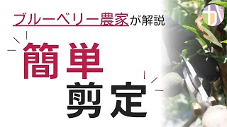 【ブルーベリー剪定】2022年の夏の剪定はこれだけで十分　【ブルーベリー栽培初心者向け】