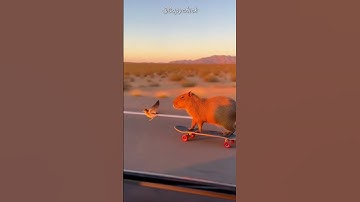 Epic Capybara Race on Highway! 🦫 #animals #capybara