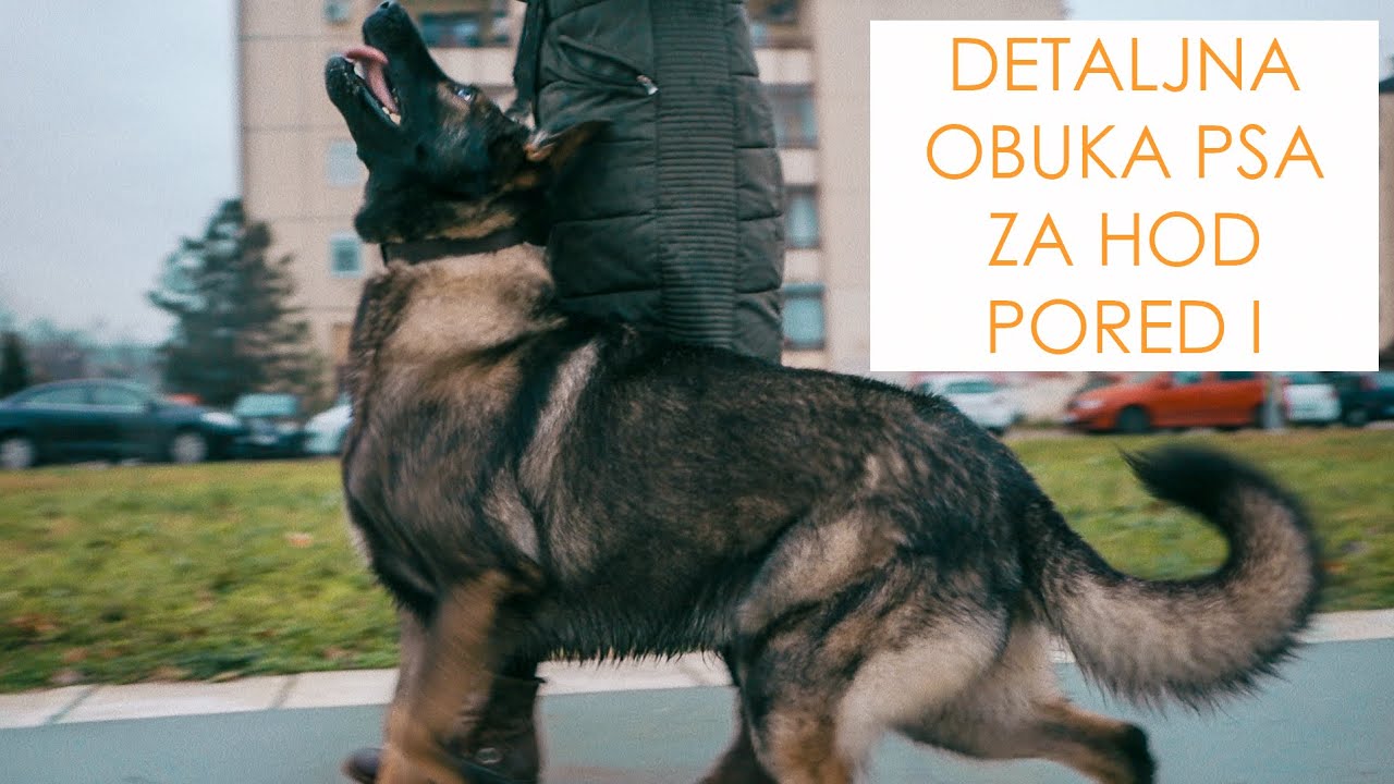Kako nauciti psa da hoda pored | 1. deo