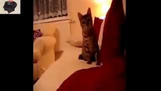 Приколы. Прикольное видео Смешное видео. Самые смешные приколы -ХД 2014 Приколы. Прикольное видео Смешное видео. Самые смешные приколы -ХД 2014
