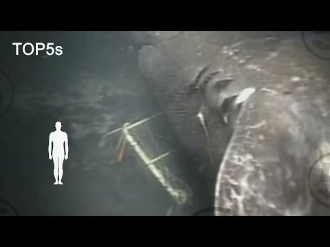 5 Most Mysterious & Unexplained Sea Creatures
