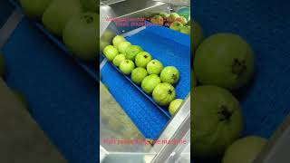 Automatic fruit processing line machine guava washing machine vegetable cutting machine fruit juicer