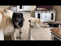 Newfie Puppy Gives Golden Retriever Bro A taste Of His Own Medicine