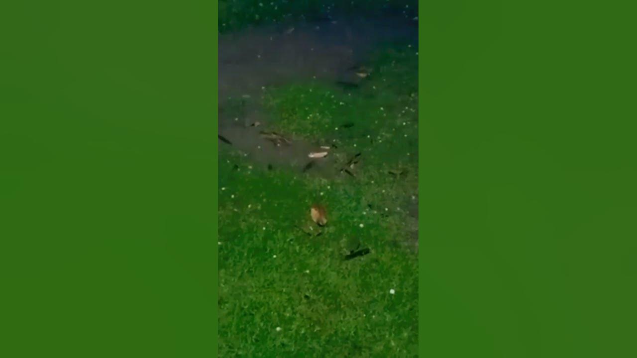 Rocks Rain April 19, 2023 YouTube