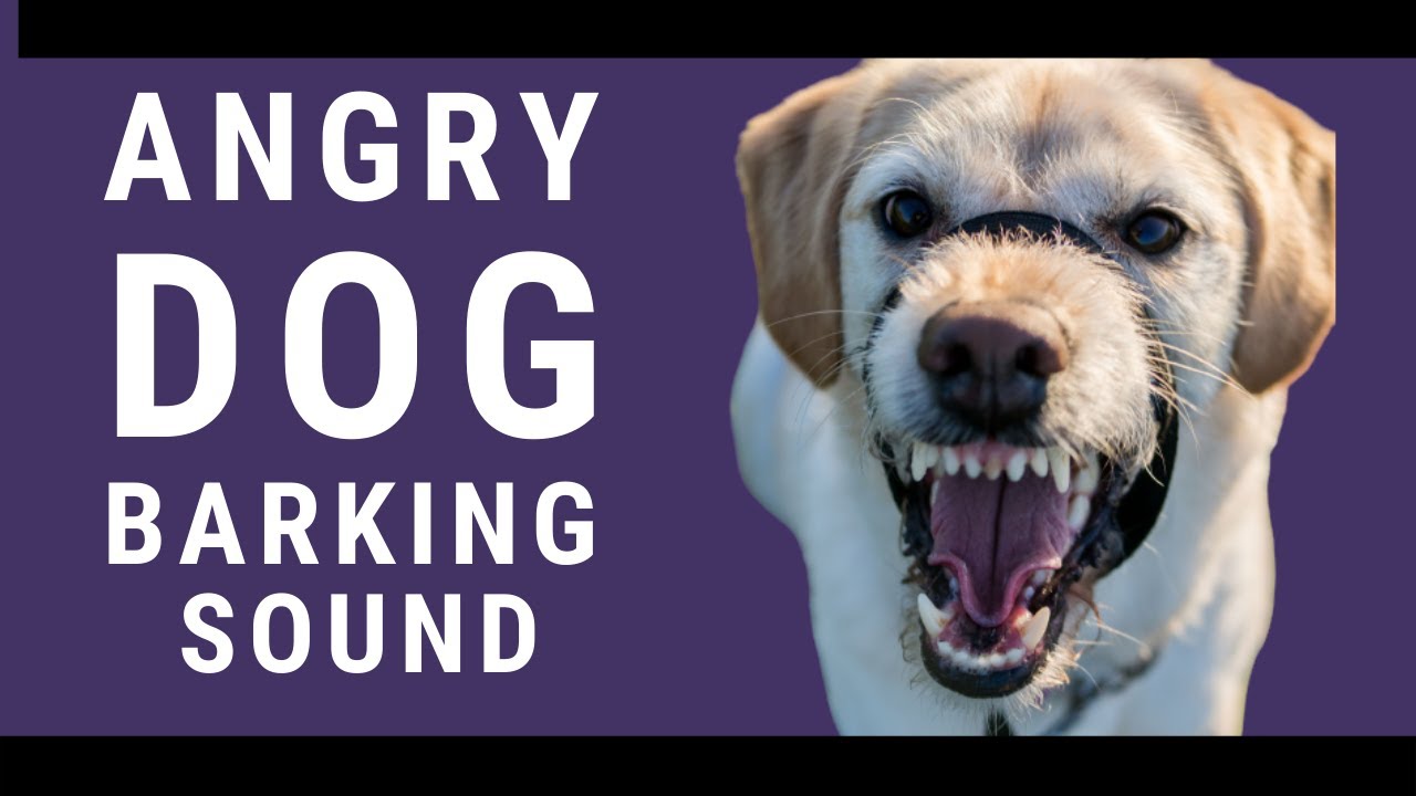 Angry Dog Barking Sound Effect YouTube
