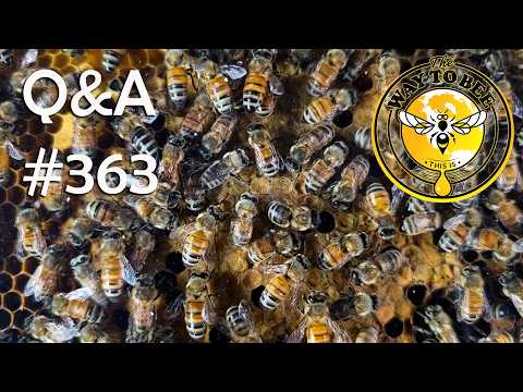 Backyard Beekeeping Q&A 363 July 17th
