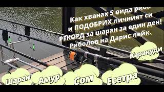 видео: Как хванах 5 вида риба и ПОДОБРИХ личният си РЕКОРД за шаран за един ден! Риболов на Дарис лейк. картинка: Как хванах 5 вида риба и ПОДОБРИХ личният си РЕКОРД за шаран за един ден! Риболов на Дарис лейк.
