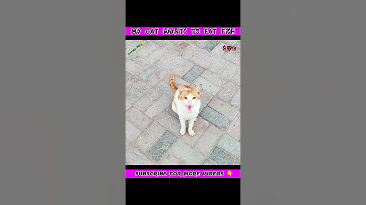 Video 2259761: catlover cutecat funnycatvideos, cat cutekitten cutecat, cat eating fish, funny cat