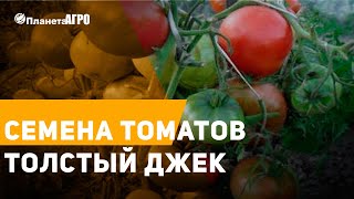 🎩 Семена томатов ТОЛСТЫЙ ДЖЕК ✔️ Посадка помидоров ✔️ Сад и огород c 🌿 Планета Агро