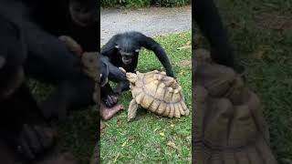 لن تصدق ماذا يفعل هذا القرد كع السلحفاة 😱😱😨😱🍼You won't believe what this tortoise monkey does!