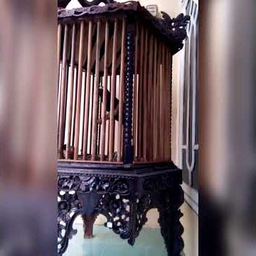 Simisteri burung tuwu berbunyi suara gelegar