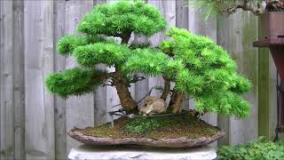 A look at the bonsai garden of Derk