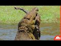 تمساح يمزق ضبع لحظة مرعبة