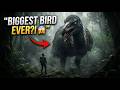 The Worlds Largest Bird Youve Never Heard Of