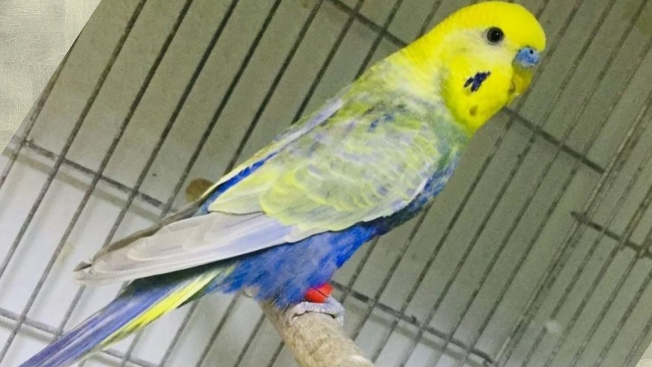 سر من اسرار الرينبو البلو سكاي مع الموف