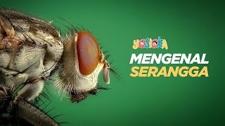 Mengenal Serangga | Video edukasi | Mengenal Hewan