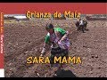 Siembra de Maiz - Sara Mama