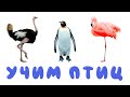 Названия птиц – развивающий мультик для самых маленьких | карточки Домана | Животные для детей