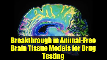 Breakthrough in Animal-Free Brain Tissue Models for Drug Testing