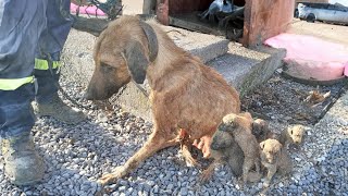 The Mother Dog Breathed Her Last When She Saw That Her Children Were Safe