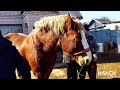 ЛОШАДИ/ЦЫГАНСКАЯ КОБЫЛА ЛИТОВСКИЙ ТЯЖЕЛОВОЗ ДЛЯ ПРОДАЖИ/horses/gypsy mare for sale