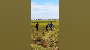 #Shorts Bắt chuột đồng mùa gặt lúa