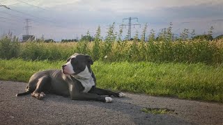 Feeding Your American Bully: Diet Tips for Optimal Health