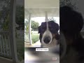 Dog Hilariously Rings Doorbell to Get Inside Home #shorts