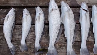 Catch and Cook Ep:1 Whiting