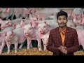 Pig Farming इस तरीके से करें || 20 सुअर से 1 वर्ष में कमाए 67 लाख रूपए Mp3 Song