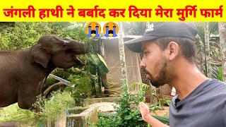 जंगली हाथी ने बर्बाद कर दिया मेरा मुर्गि फार्म😭😭(Elephant attACK on my Poultary farm@Tips Assam )