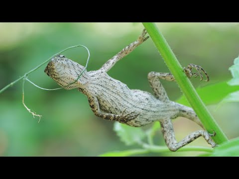 Video: Làm thế nào để bắt một con thằn lằn bụng xanh