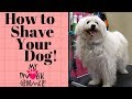 How to shave your dog