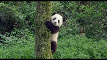 "Pandas" IMAX Original Film Trailer 1 from Warner Bros.
