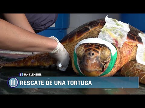 Rescate de una tortuga marina