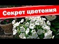 Сделайте так, и пышное цветение петуний обеспечено.