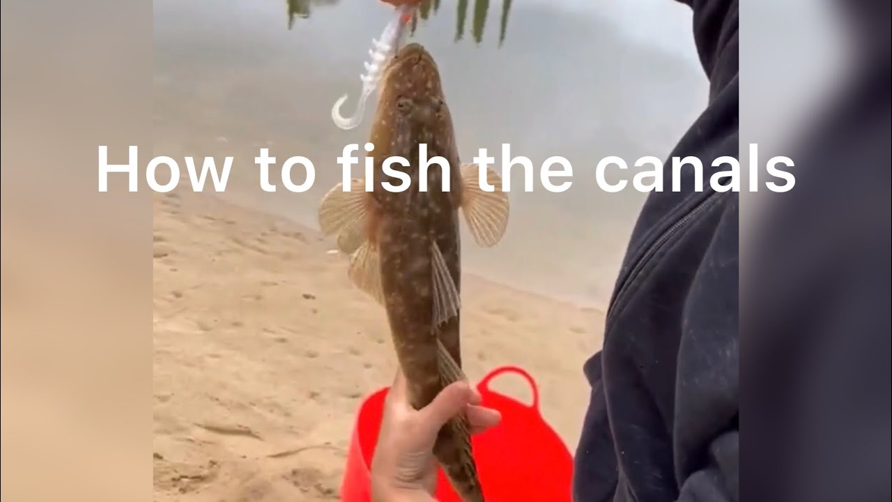 Fish in a Canal