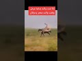 ياكبر الخيال كبراه