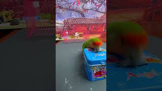 Bird Training  Smart Lovebird Parrot  Smart Little Cute Parrot #Training #Smartparrot #Cute