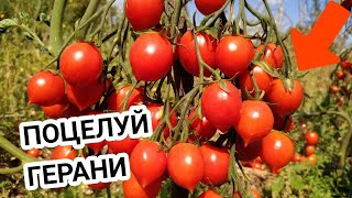 Томат🍅 ПОЦЕЛУЙ ГЕРАНИ  или Geranium Kiss 💖💖💖.