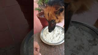 food aggression in dogs. german sheperd Eating beef Rice aggressive to owner