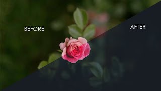 Flowers Photography Color Correction - Free Download Wallpaper