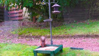 Holy Loch And Garden Wildlife Dunoon Scotland