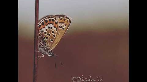 الشيخ ياسر الدوسري تلاوه خاشعه بصوت رائع ||حالات واتس اب قران–سـوره القـارعـه🧡🍃🧡