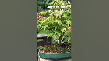 Latest episode: Japanese Maples as Bonsai.